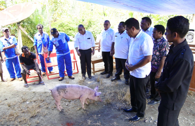 Pemprov Fokus Tingkatkan Populasi Ternak Sapi dan Babi